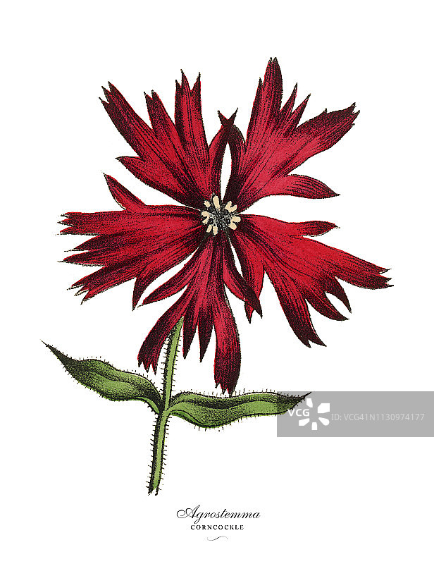 Acrostemma和Corncockle植物，维多利亚植物学插图图片素材