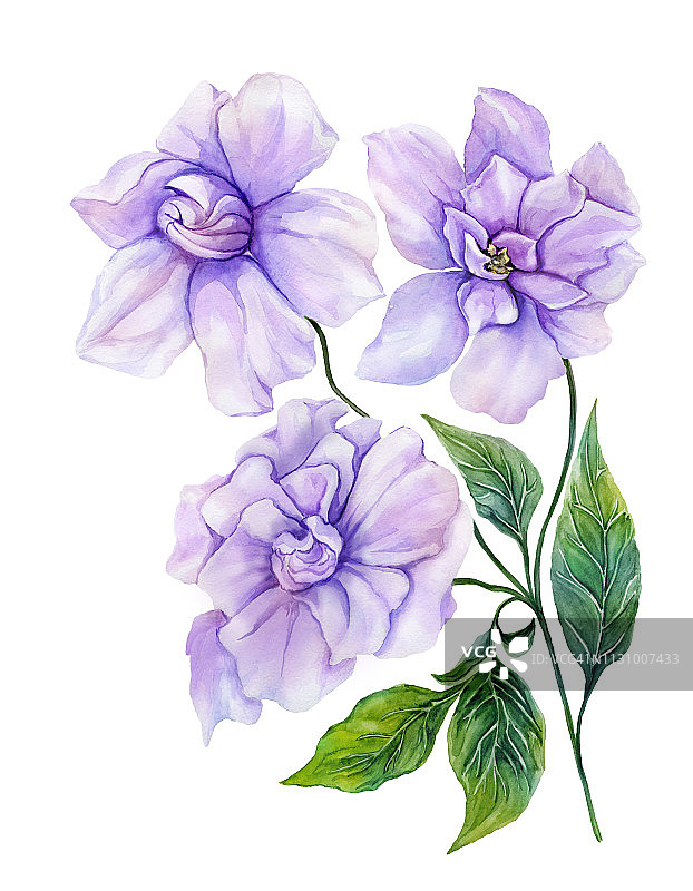 美丽的紫色栀子花在一个带有绿色叶子的小枝上。在白色背景上孤立的热带花。水彩画。图片素材