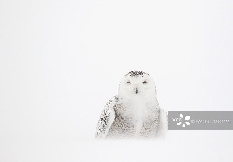 一只雌性雪鸮坐在加拿大多风寒冷的雪地里图片素材