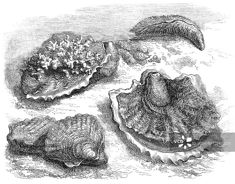 各种不同条件下的牡蛎- 19世纪图片素材