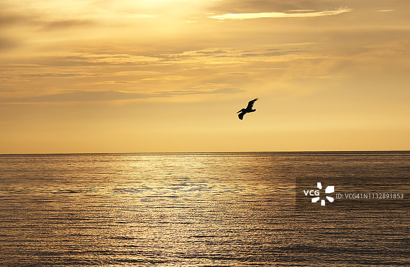 清晨，一只孤独的鸟飞过水面，背景是地平线图片素材