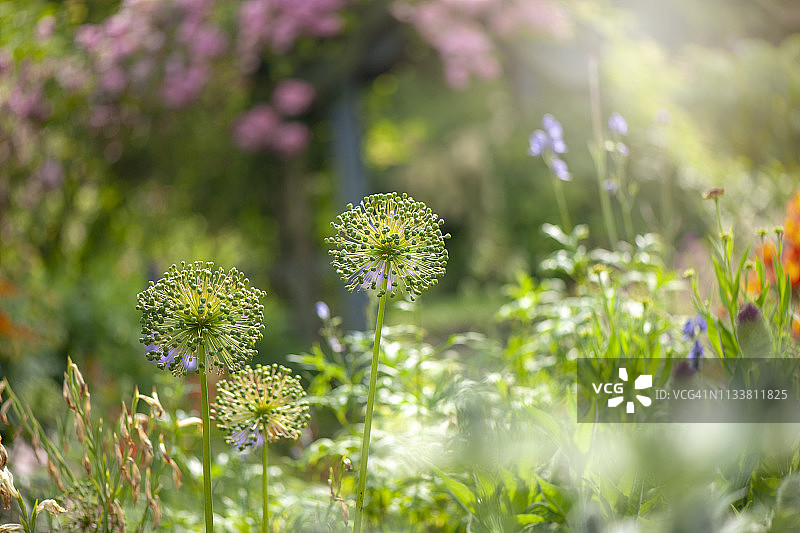 一个阳光明媚的英国村舍花园，前面是alllien种子头的背光图片素材
