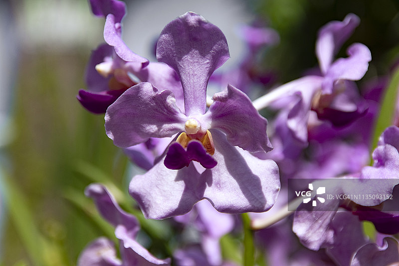 紫色的兰花图片素材