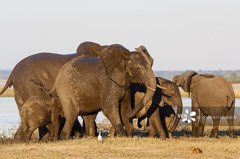 大象一家在享受泥浴图片素材