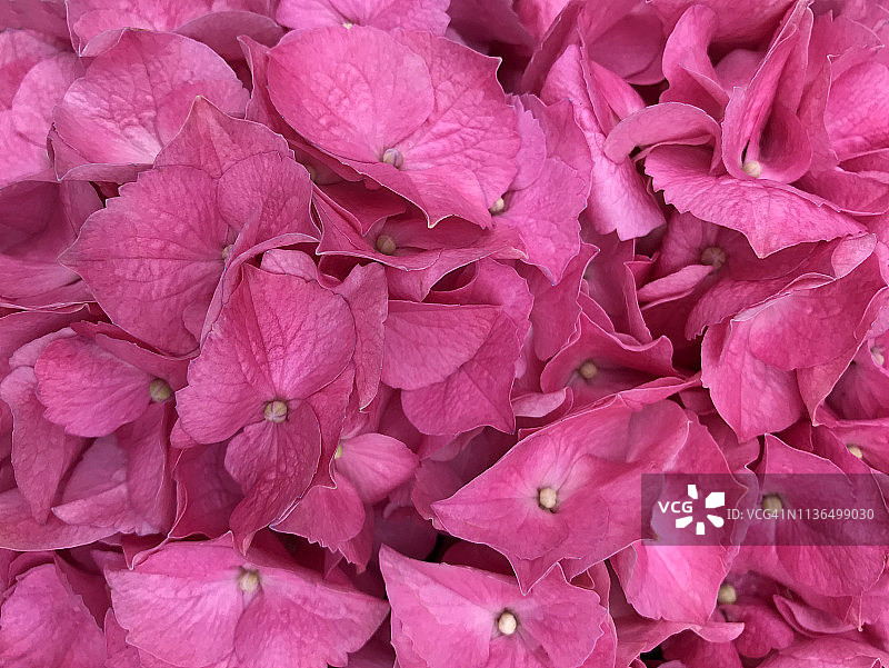 绣球花鲜艳的粉红色图片素材