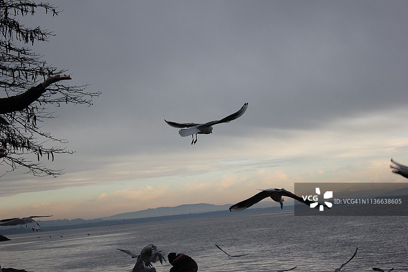 海鸥在湖上飞翔图片素材