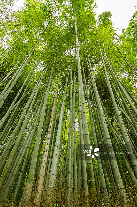 京都竹林图片素材
