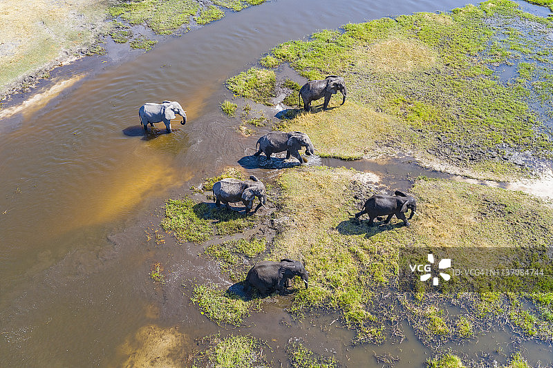 大象鸟瞰图，奥卡万戈三角洲，博茨瓦纳，非洲图片素材