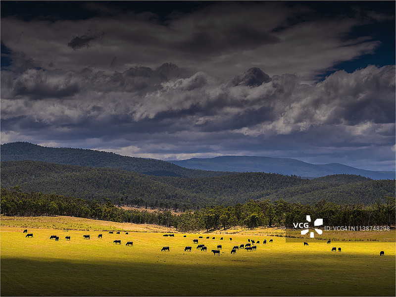 澳大利亚维多利亚州东吉普斯兰阿尔卑斯高地格兰蒂皮区的农田。图片素材