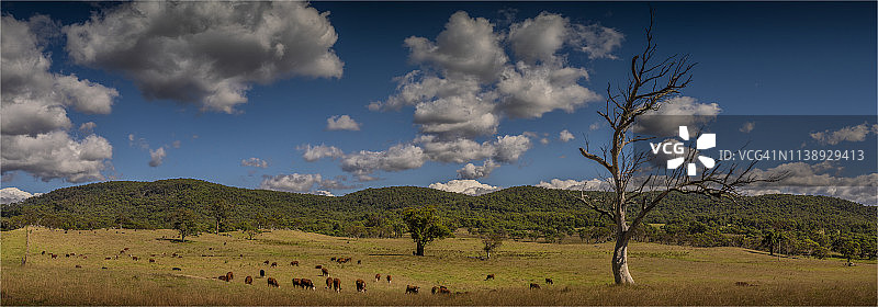 澳大利亚新南威尔士州南部，莫纳罗高原，高山高地，放牧的牛。图片素材