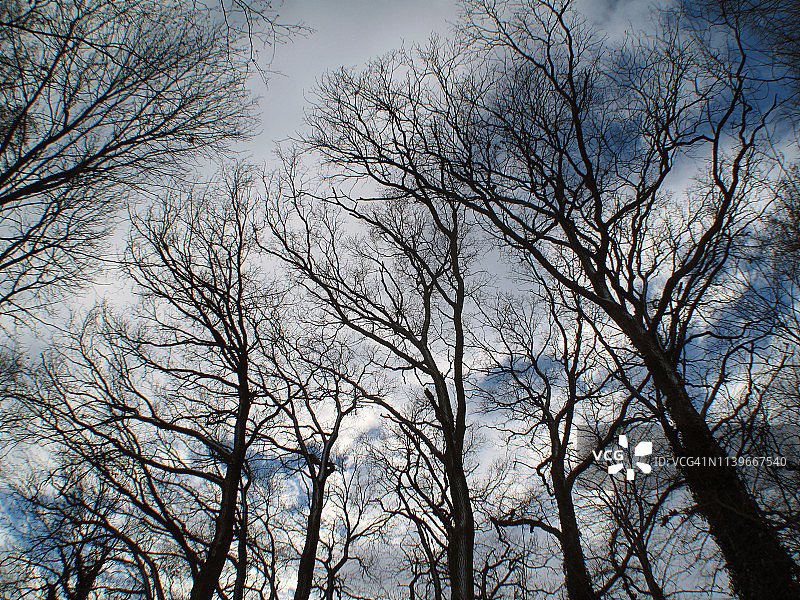 阴天的冬日里，光秃秃的树木的剪影图片素材
