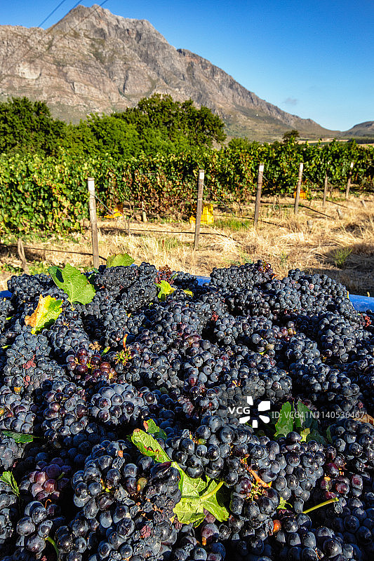 4K近距离观看新收获的红葡萄在通往南非西开普省一个葡萄酒庄园的酒庄的路上图片素材
