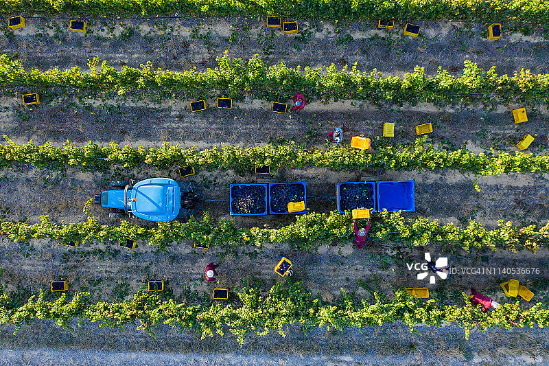 南非西开普省一个葡萄酒庄园的农场工人在葡萄园里收获葡萄的4K直线鸟瞰图图片素材