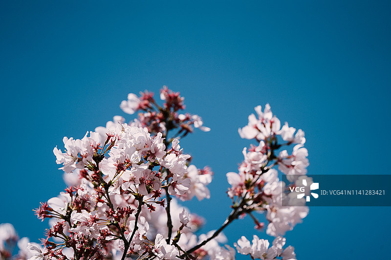 樱花在春天与蓝天，日本。图片素材