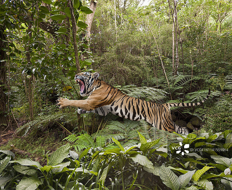 丛林中跳跃的老虎图片素材