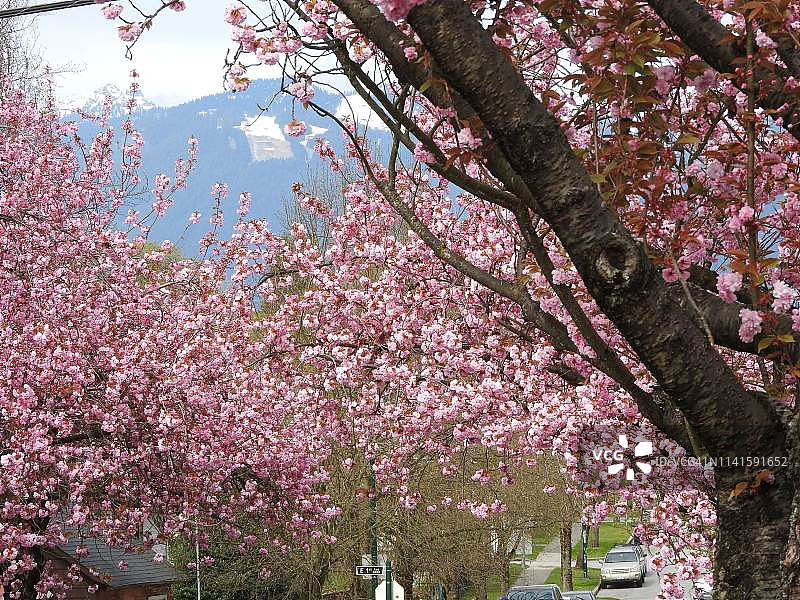 街上的樱花盛开图片素材