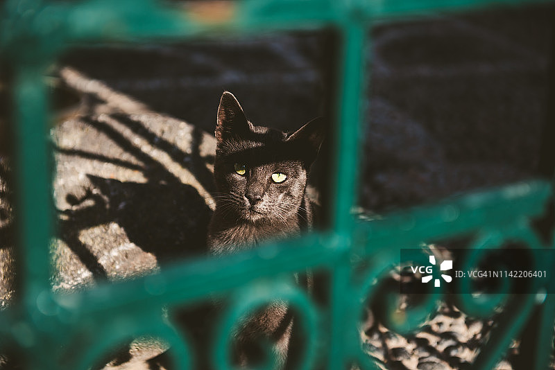 希腊圣托里尼岛Pyrgos被遗弃的黑猫图片素材