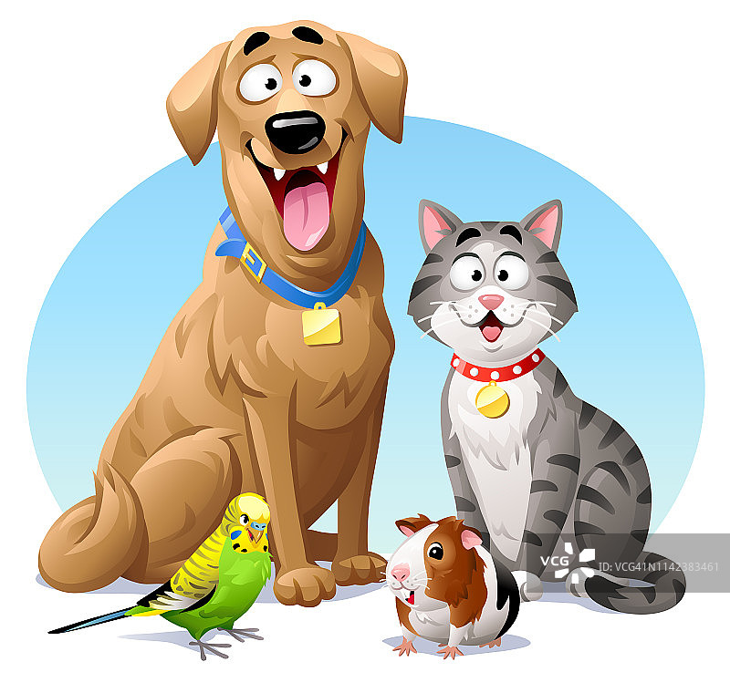 宠物-猫，狗，布吉和豚鼠图片素材
