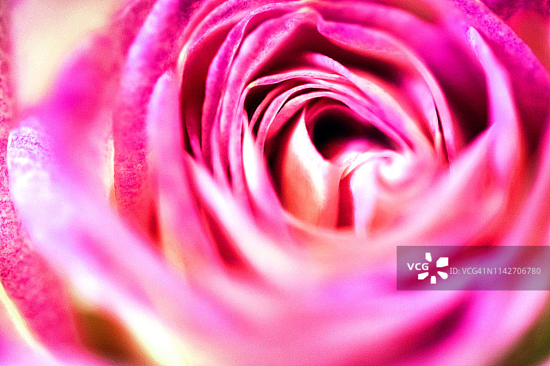 一朵充满活力的玫瑰图片素材