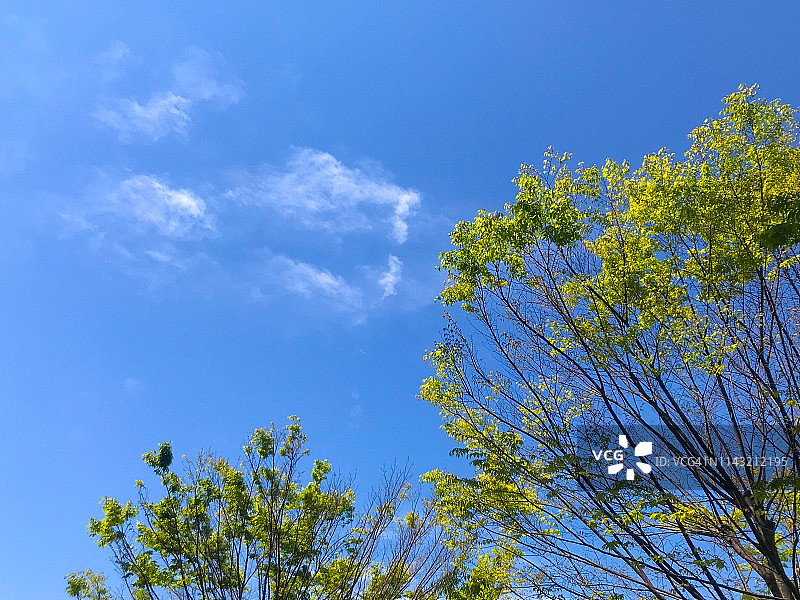 树上的新叶映衬着蓝天和白云图片素材