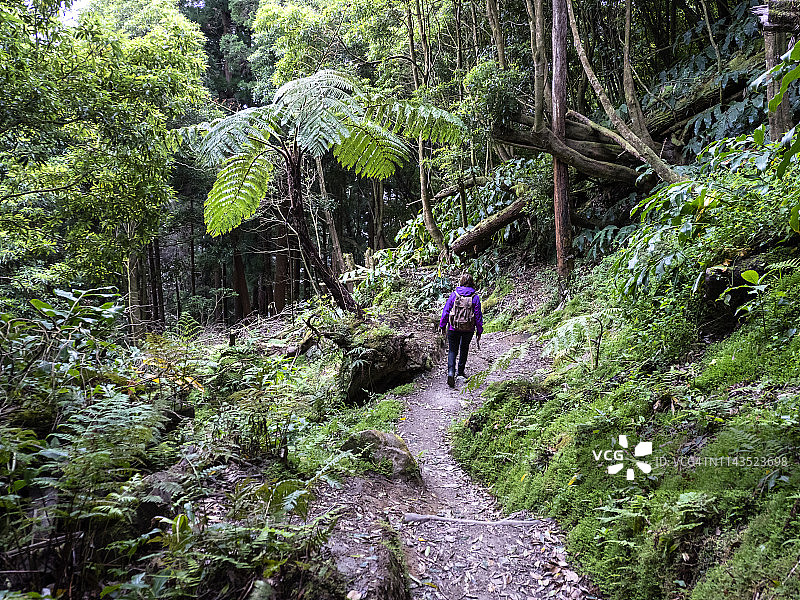 徒步旅行的妇女沿着热带雨林的景观。Sao Miguel岛，亚速尔群岛，葡萄牙。图片素材