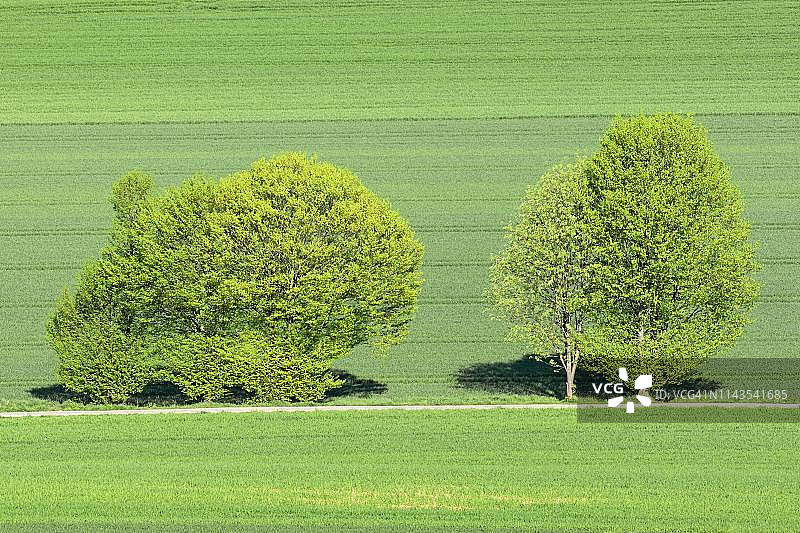 德国北莱茵-威斯特伐利亚的文化景观，田间路旁的欧洲角木(Carpinus betulus)和欧洲花楸(Sorbus aucuparia)图片素材