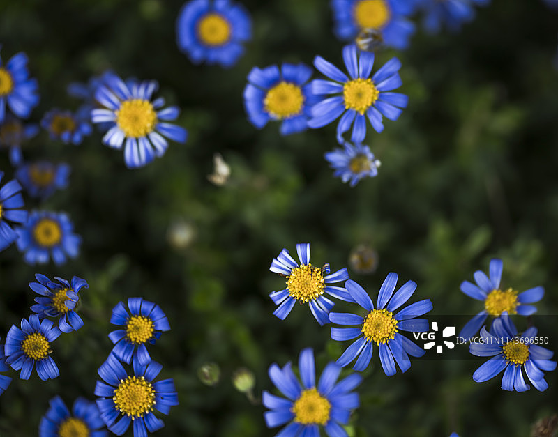 Felicia amelloides，蓝色雏菊，蓝色Felicia图片素材