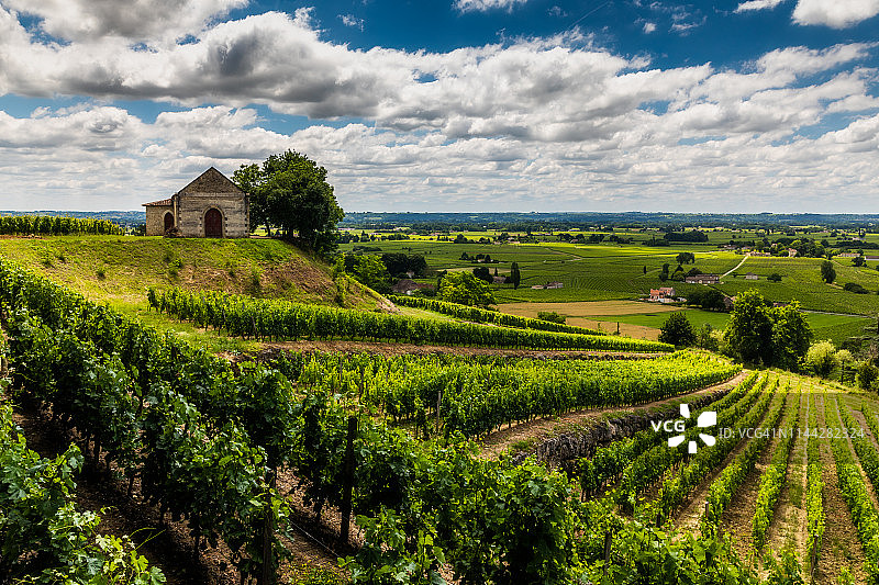 在夏天的葡萄园。法国波尔多葡萄酒图片素材