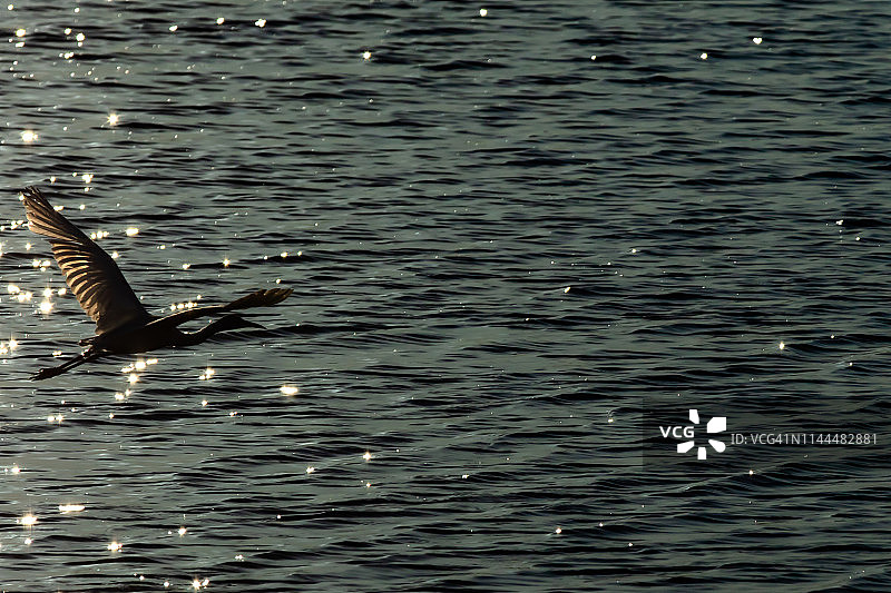 一只三色鹭在梅里特岛国家野生动物保护区的湿地上飞翔。图片素材