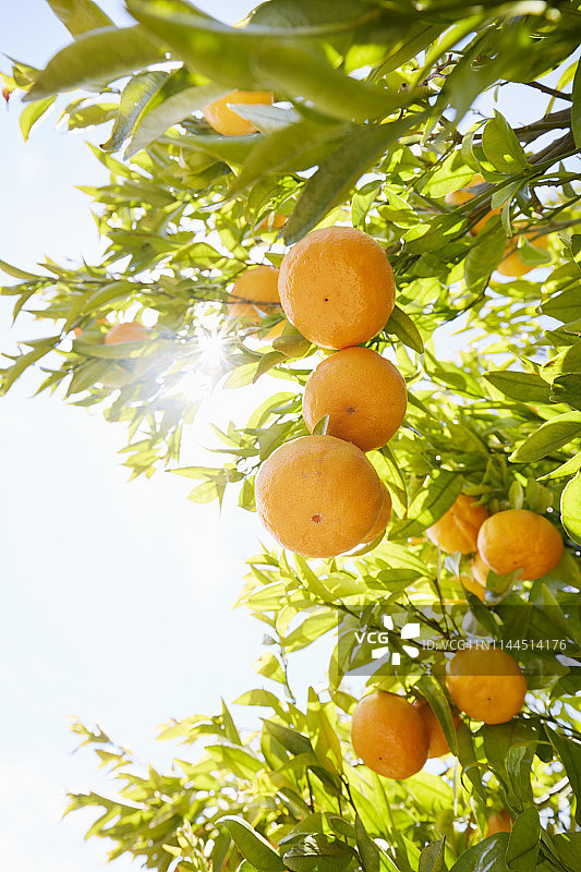 在天空和阳光的映衬下，树上的橘子果实图片素材