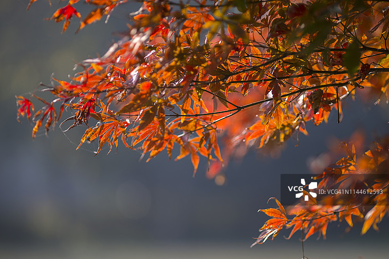 杭州西湖草坪上的红色枫叶图片素材