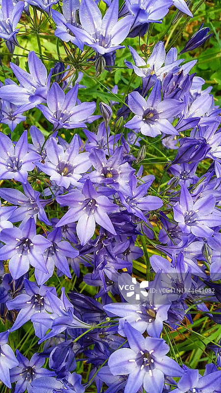 Brodiaea‘Queen Fabiola’花，蓝色和紫色的花图片素材