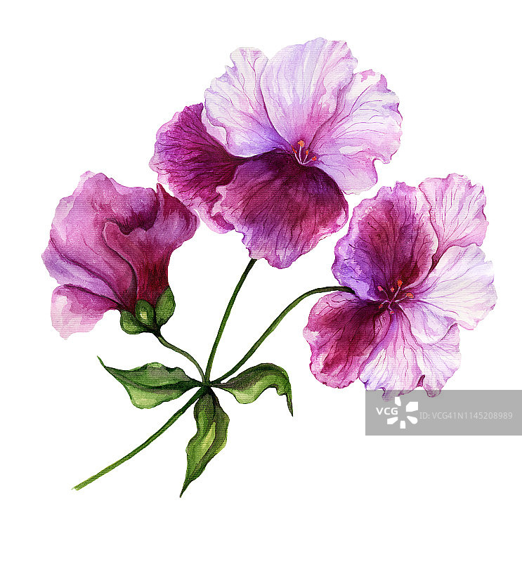 美丽的帝王天竺葵(天竺葵)花，长在带有绿叶的茎上。粉红色和紫色的花孤立在白色的背景。水彩画图片素材