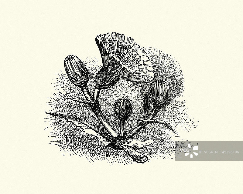 木刻玉米播种蓟，Sonchus arvensis, 19世纪图片素材