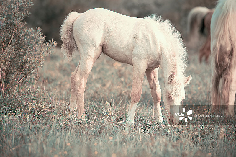 乳白色的小马驹在绿色的草地上吃草。春天的时间图片素材