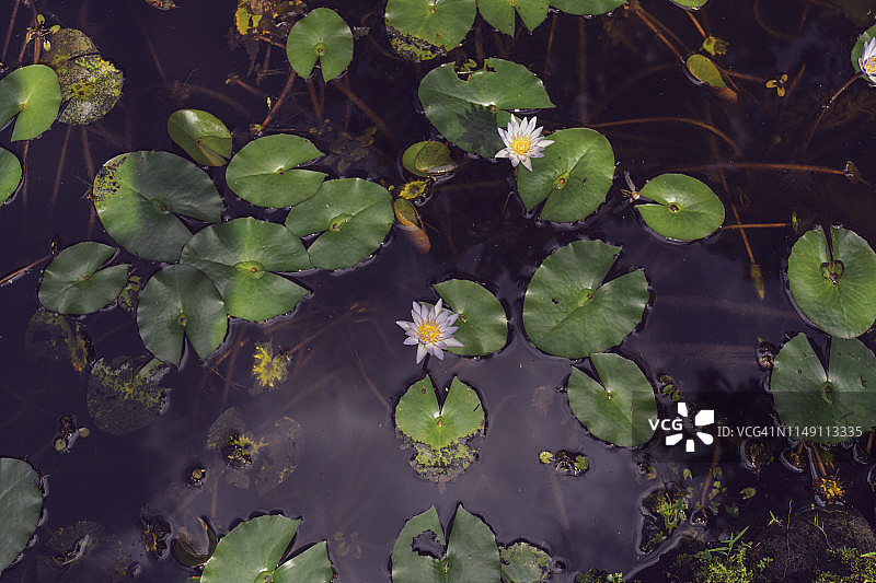 湖中的白色睡莲，纳努法图片素材