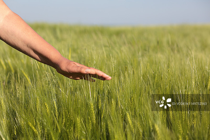 在田间，女性的手触摸着年轻的黑麦的顶部。图片素材