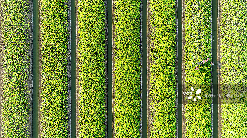 空中俯瞰，园丁在蔬菜花园沟收集大白菜，亚洲泰国。图片素材
