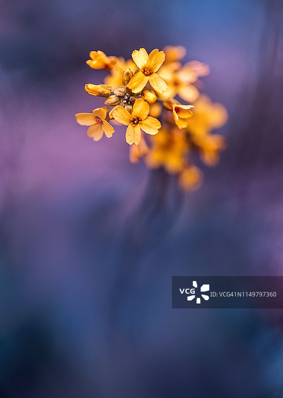 宏观艺术黄花在紫罗兰模糊的背景图片素材