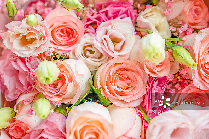 浪漫的粉色的玫瑰图片素材