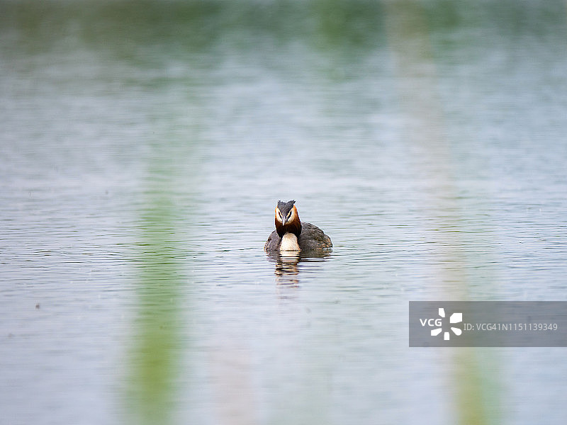 湖上的大凤头鸊鷉图片素材