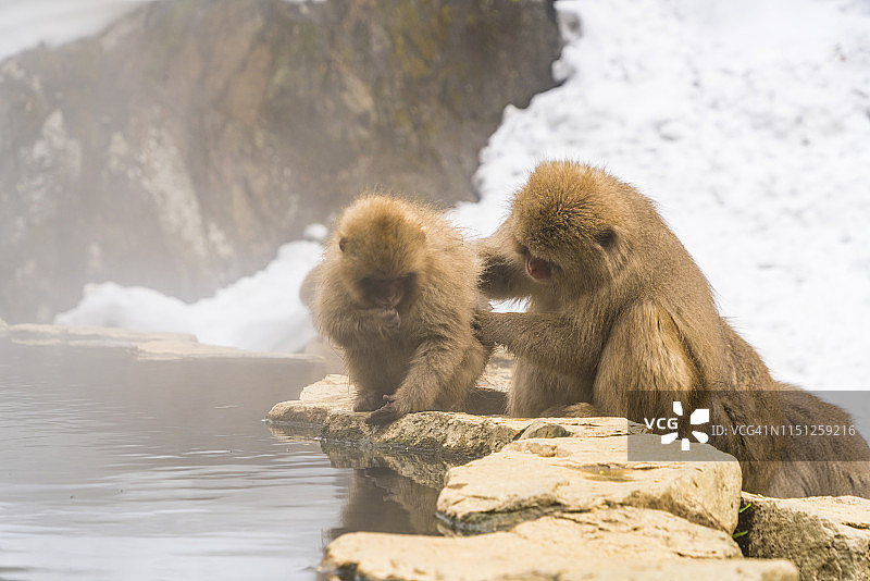 2月19日，在日本长野地狱谷雪猴公园，雪猴妈妈在温泉浴缸边为宝宝梳理毛发。图片素材