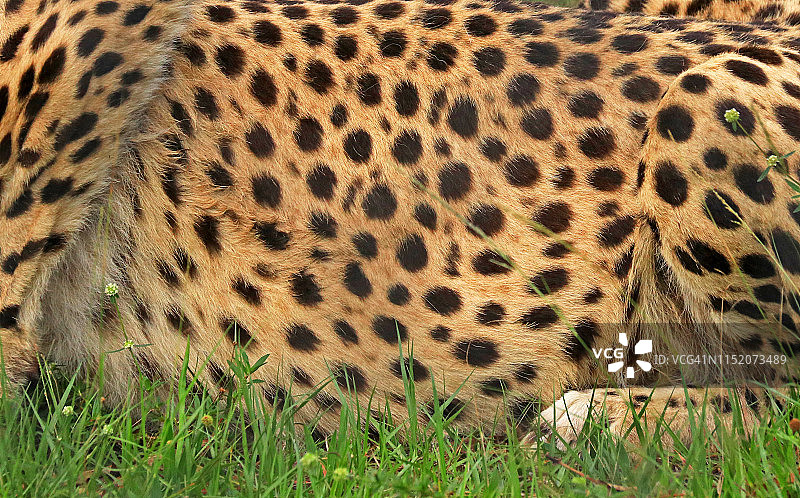 一只生活在草地上的猎豹的毛皮近距离显示出斑纹图片素材