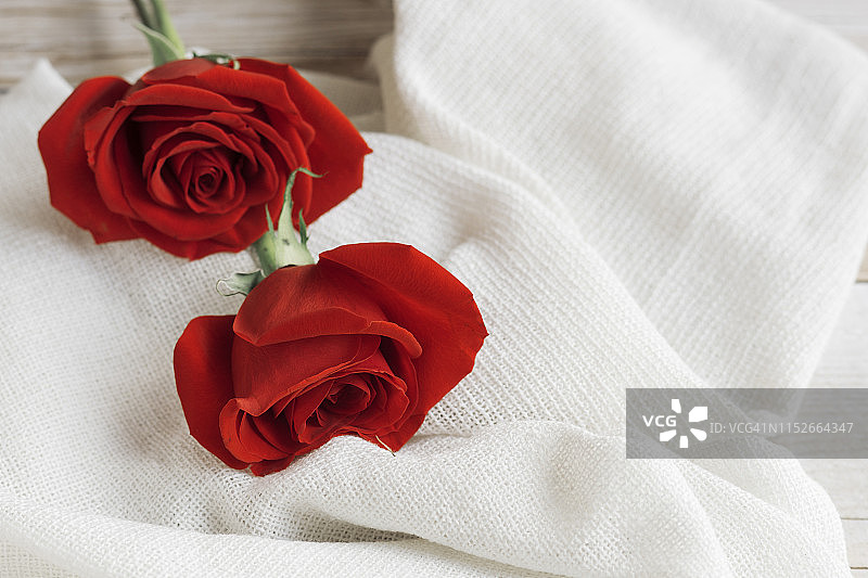 白色棉布背景上的两朵红玫瑰。直接在上面复制空间。图片素材