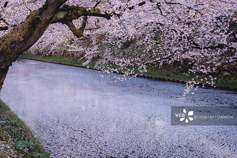 美丽的花筏在广崎公园，青森县图片素材