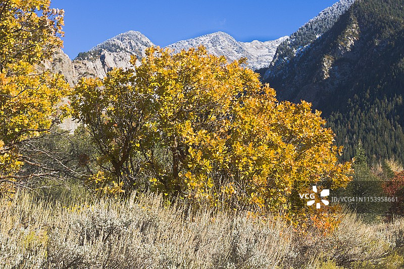 橡树在高峰秋天树叶图片素材
