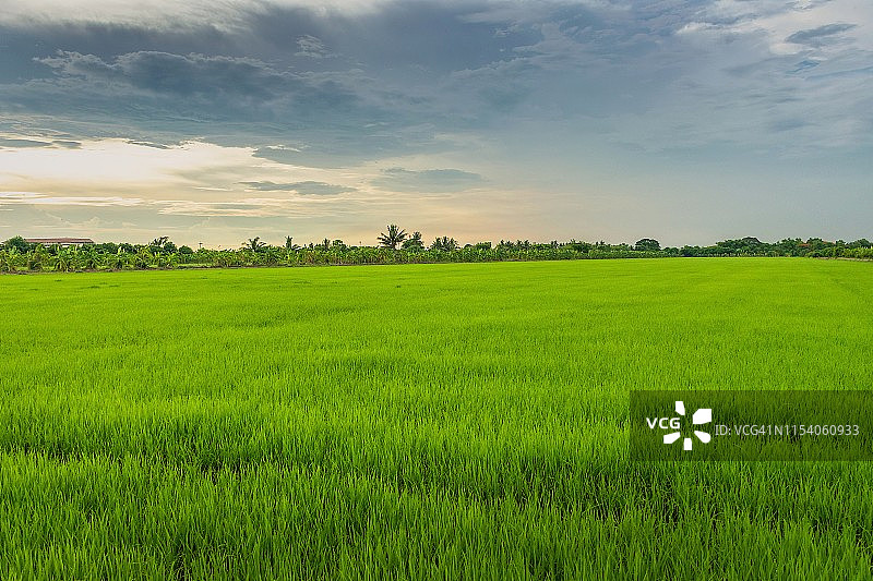 泰国日落时分稻田的风景图片素材