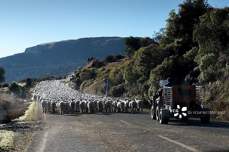 一群羊走在路中间，牧羊人陪着图片素材