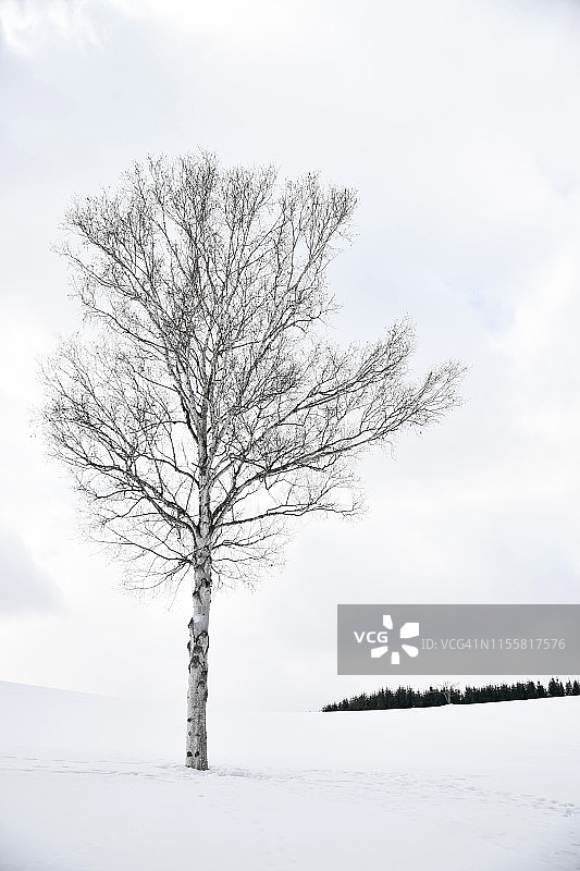 树木在公园或森林里的冬天，日本的雪图片素材
