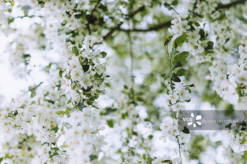 苹果树在春天开花图片素材